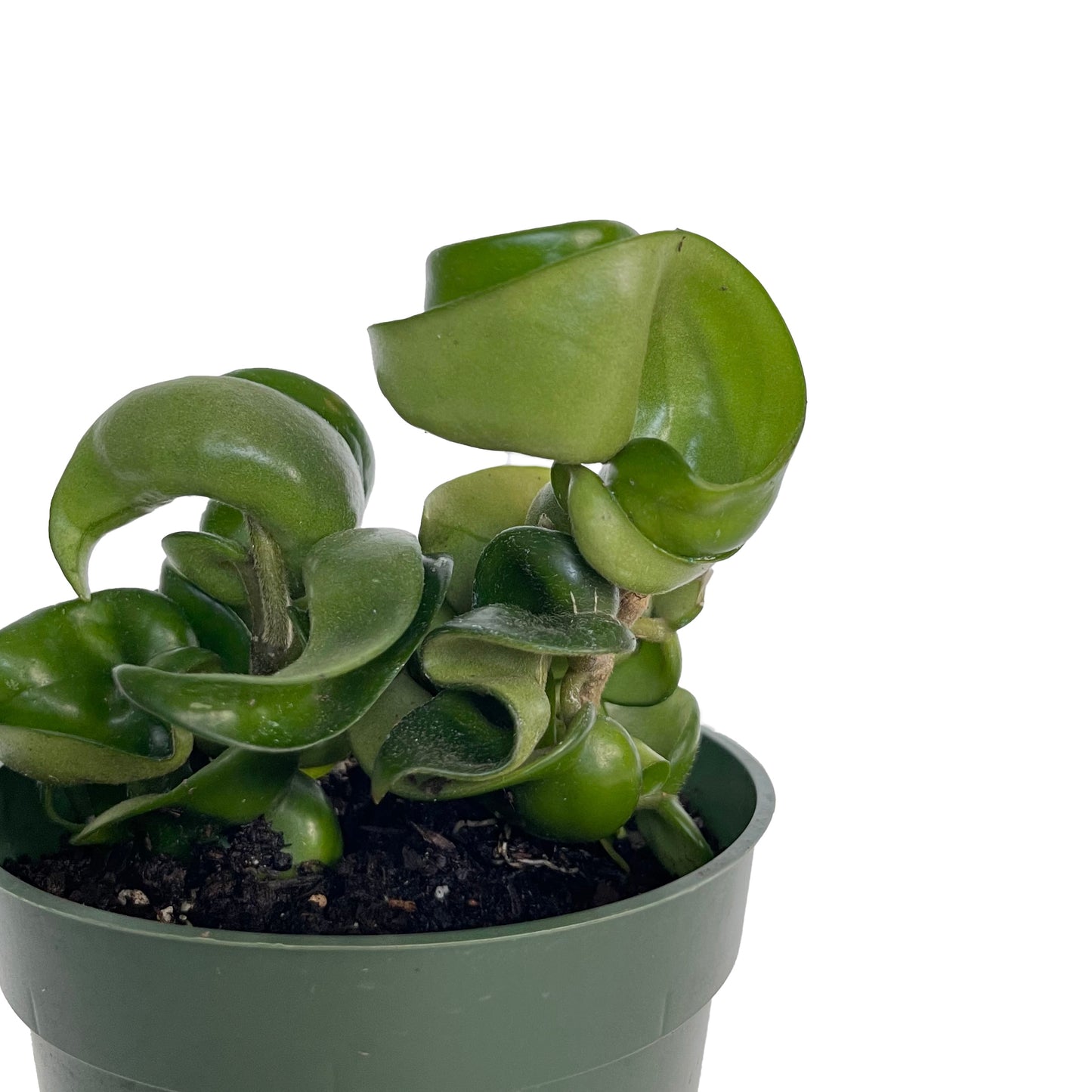 Hoya Compacta