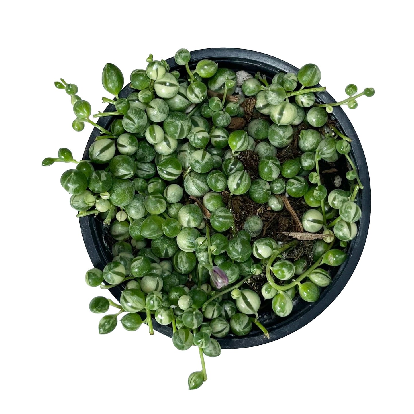 Variegated String of Pearls