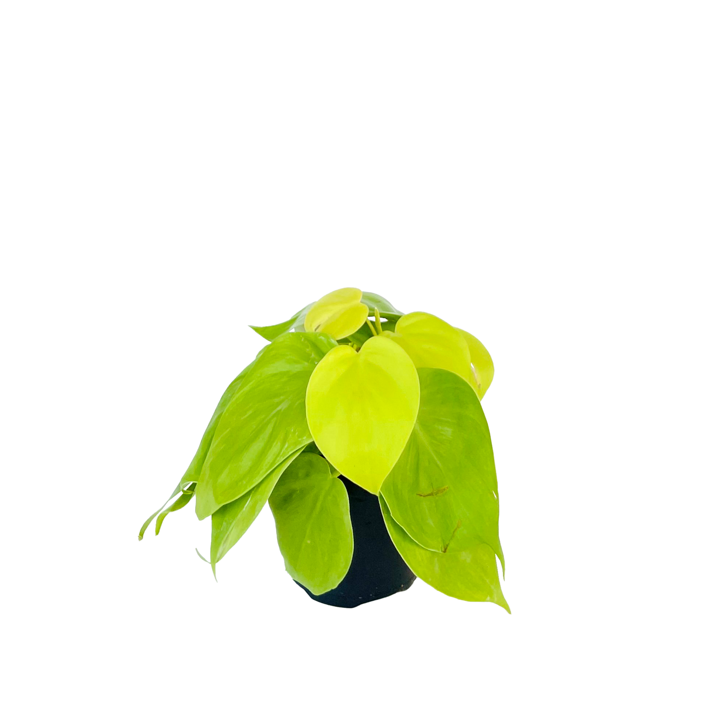 Philodendron Cordatum Lemon