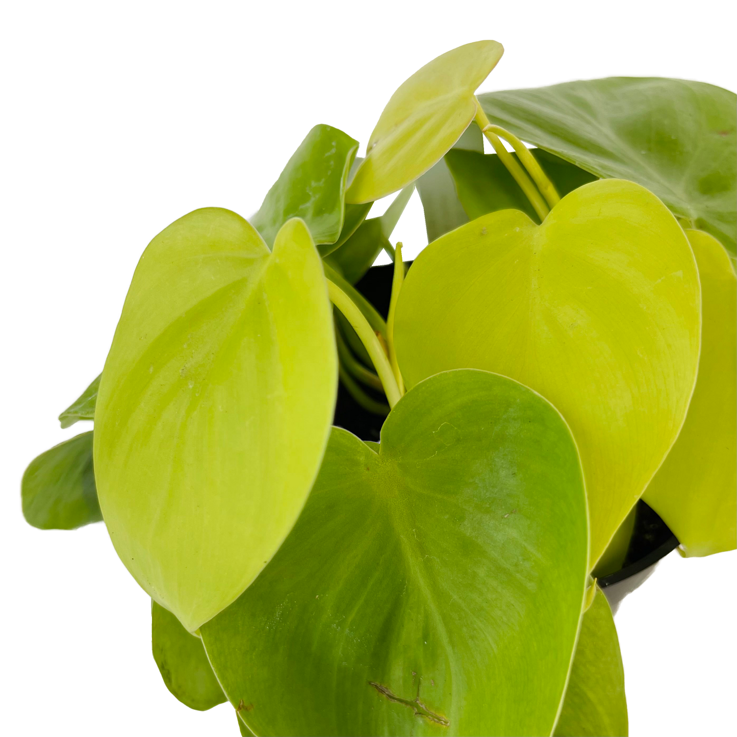 Philodendron Cordatum Lemon