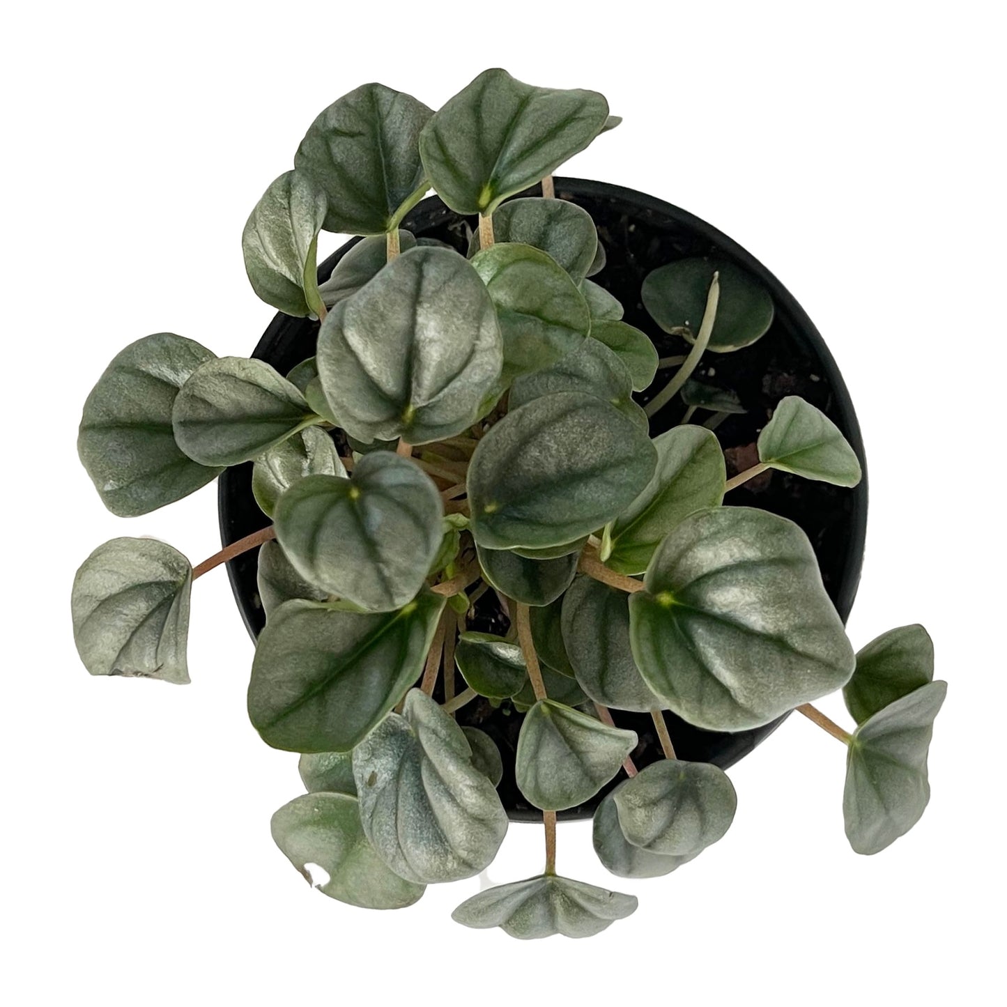 Peperomia Frost
