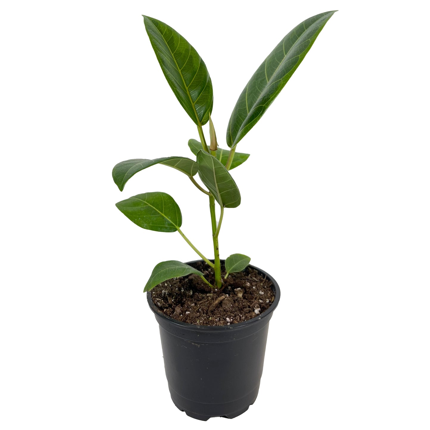 Rehab Ficus Altissima