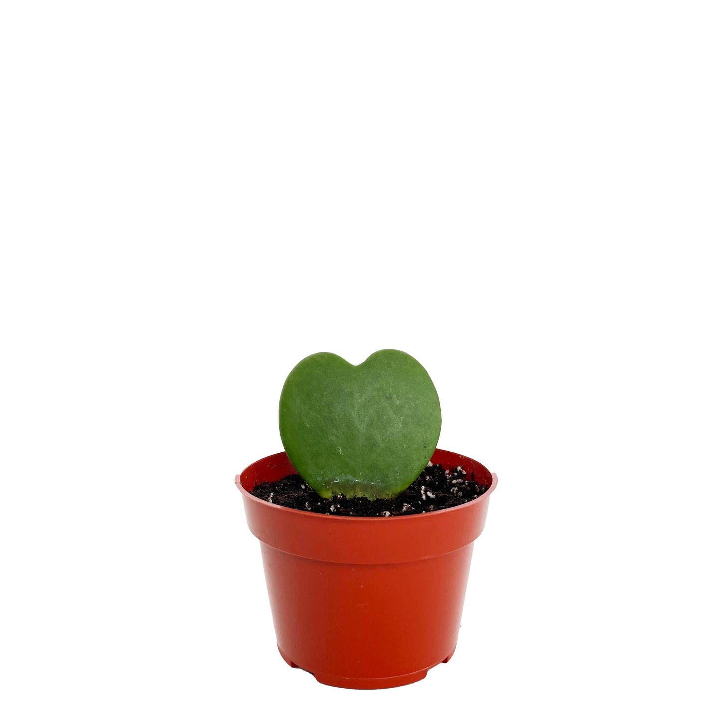 Hoya Kerrii
