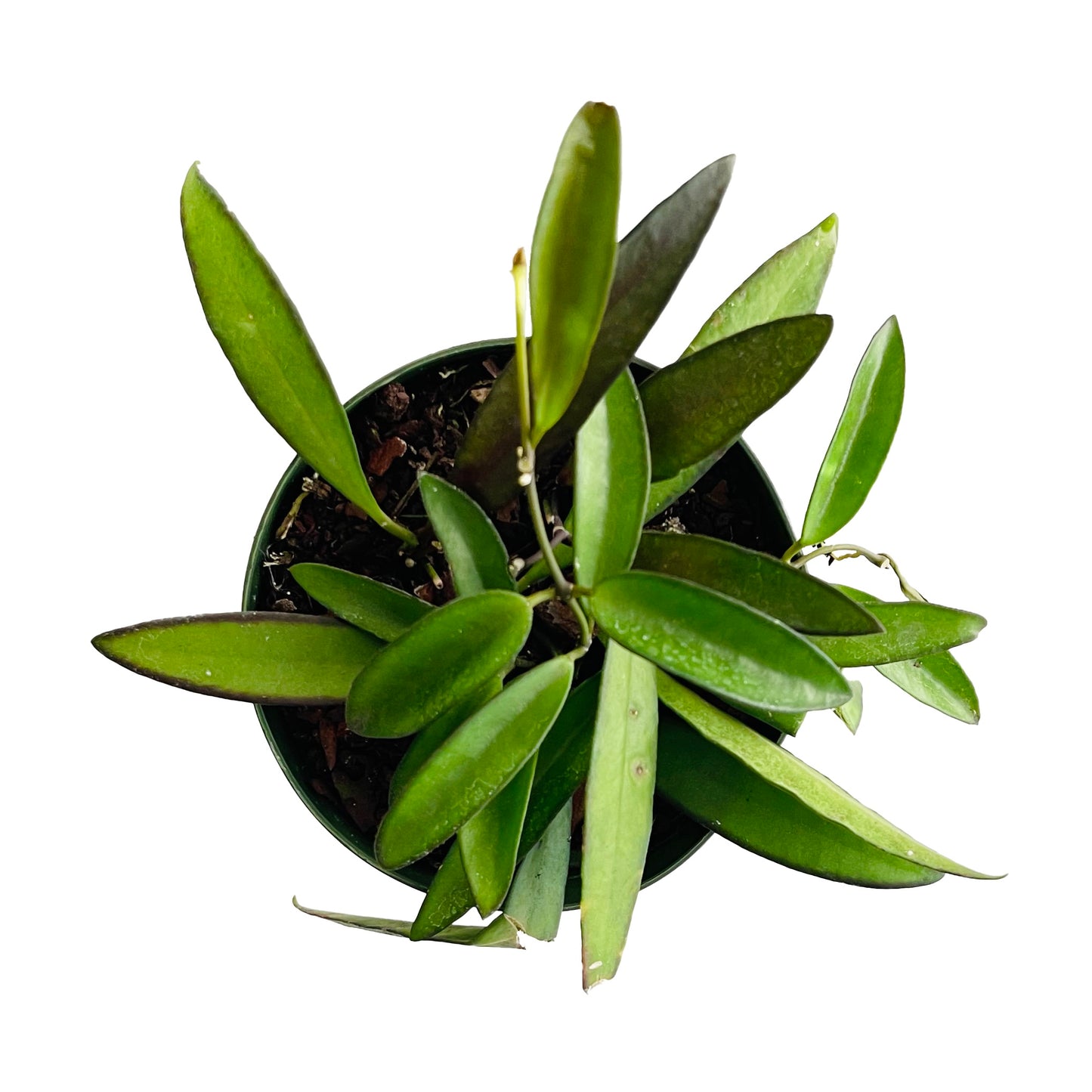 Hoya Wayetti