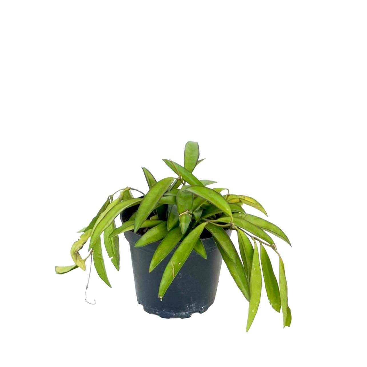 Hoya Kentiana