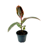 Load image into Gallery viewer, Ficus Decora Ruby
