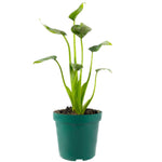 Load image into Gallery viewer, Alocasia Tiny Dancer
