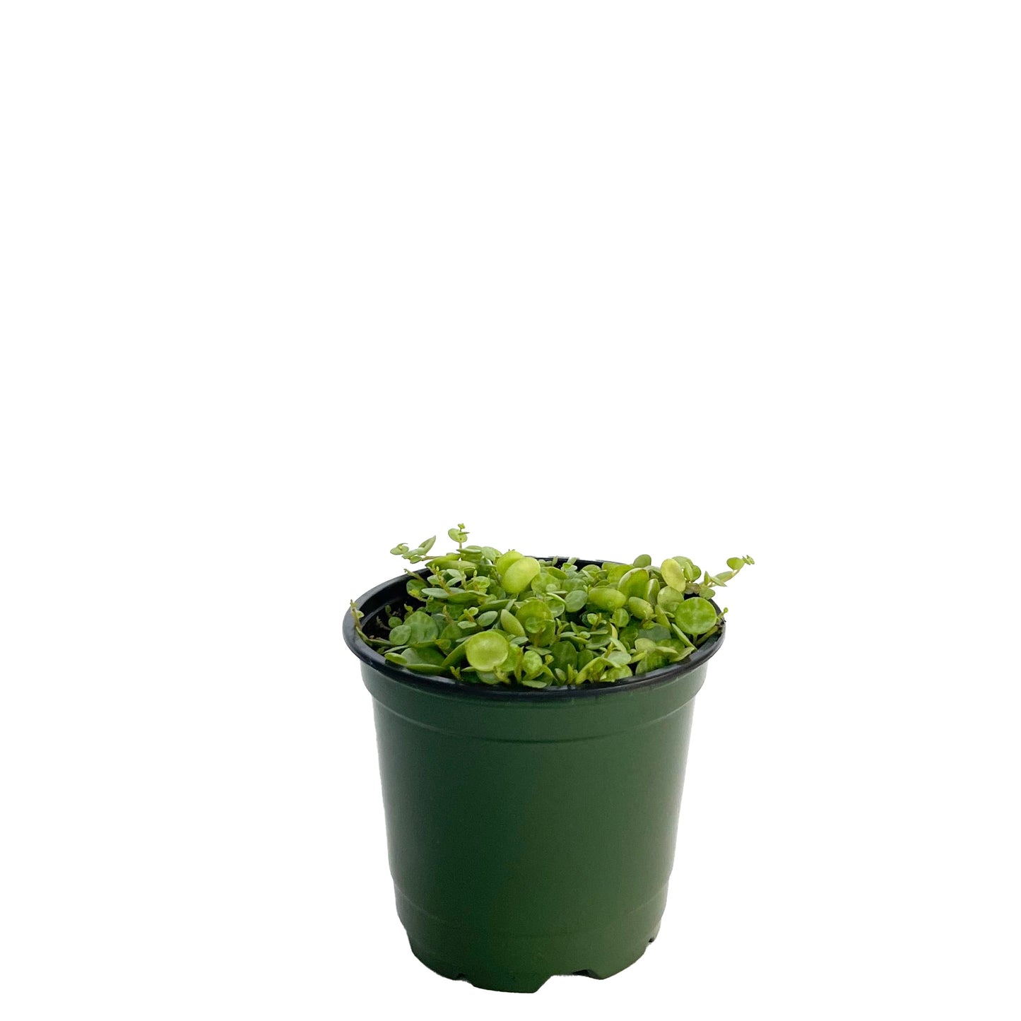 String of Turtles