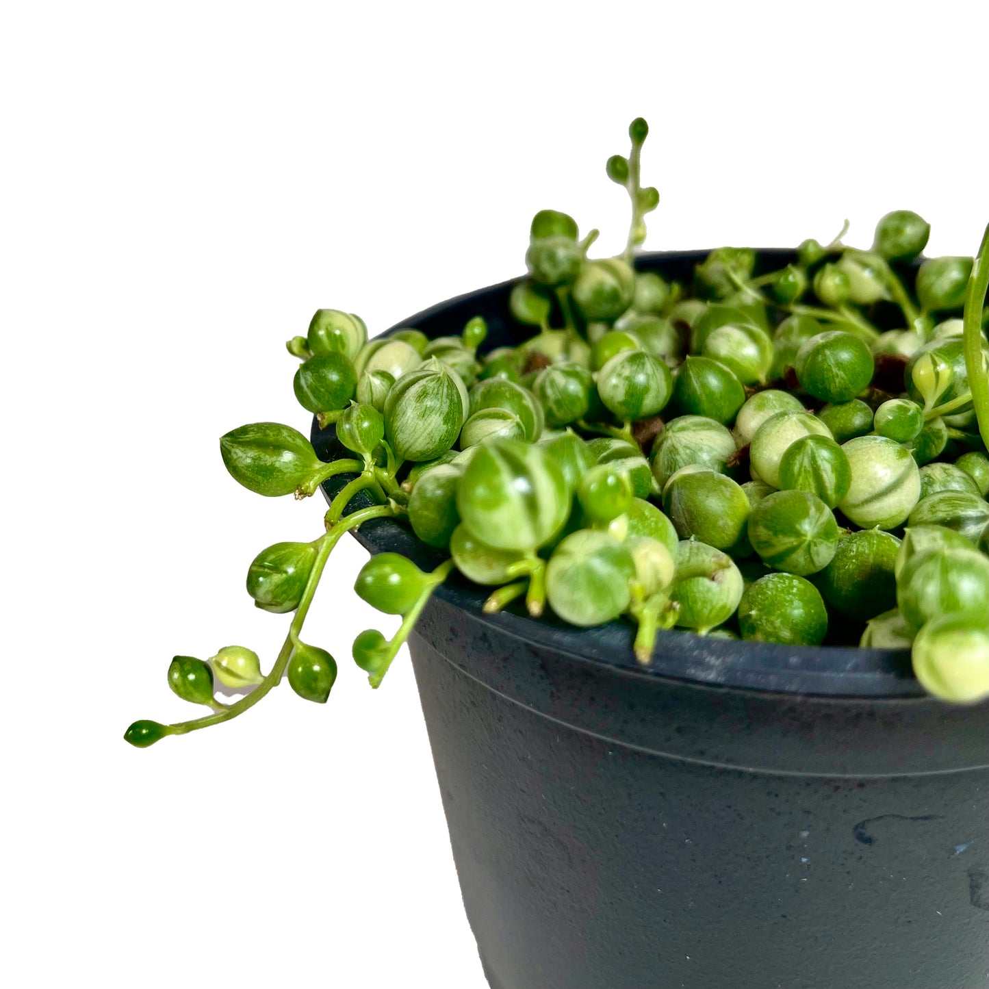 Variegated String of Pearls