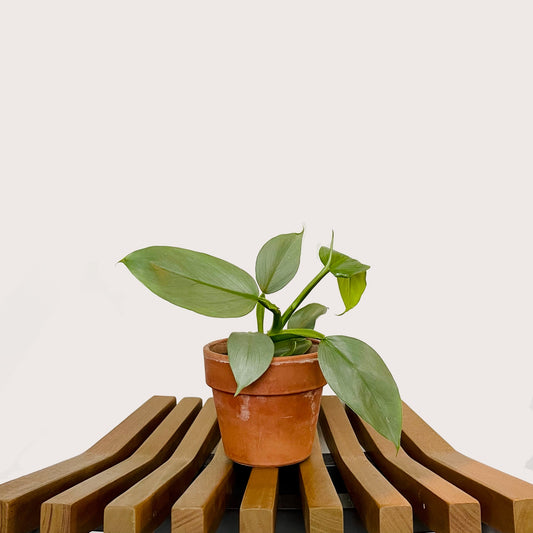 Philodendron Silver Sword