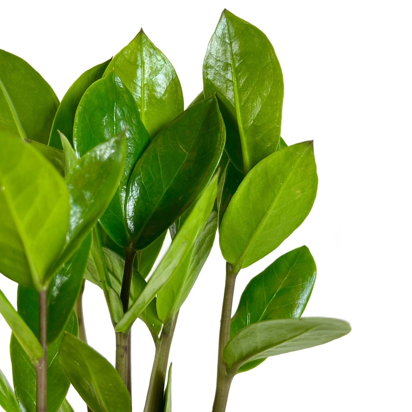 ZZ Plant