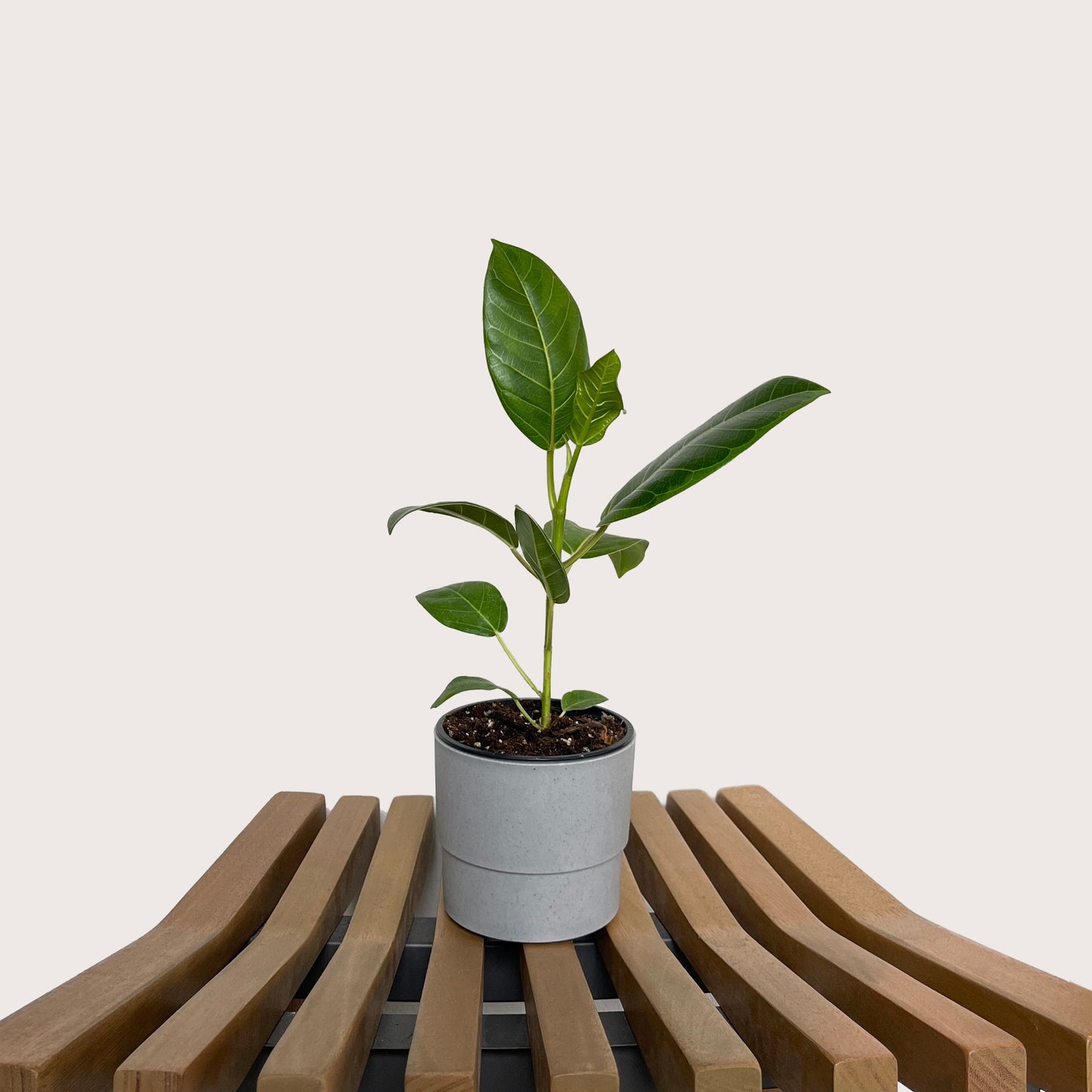 Rehab Ficus Altissima