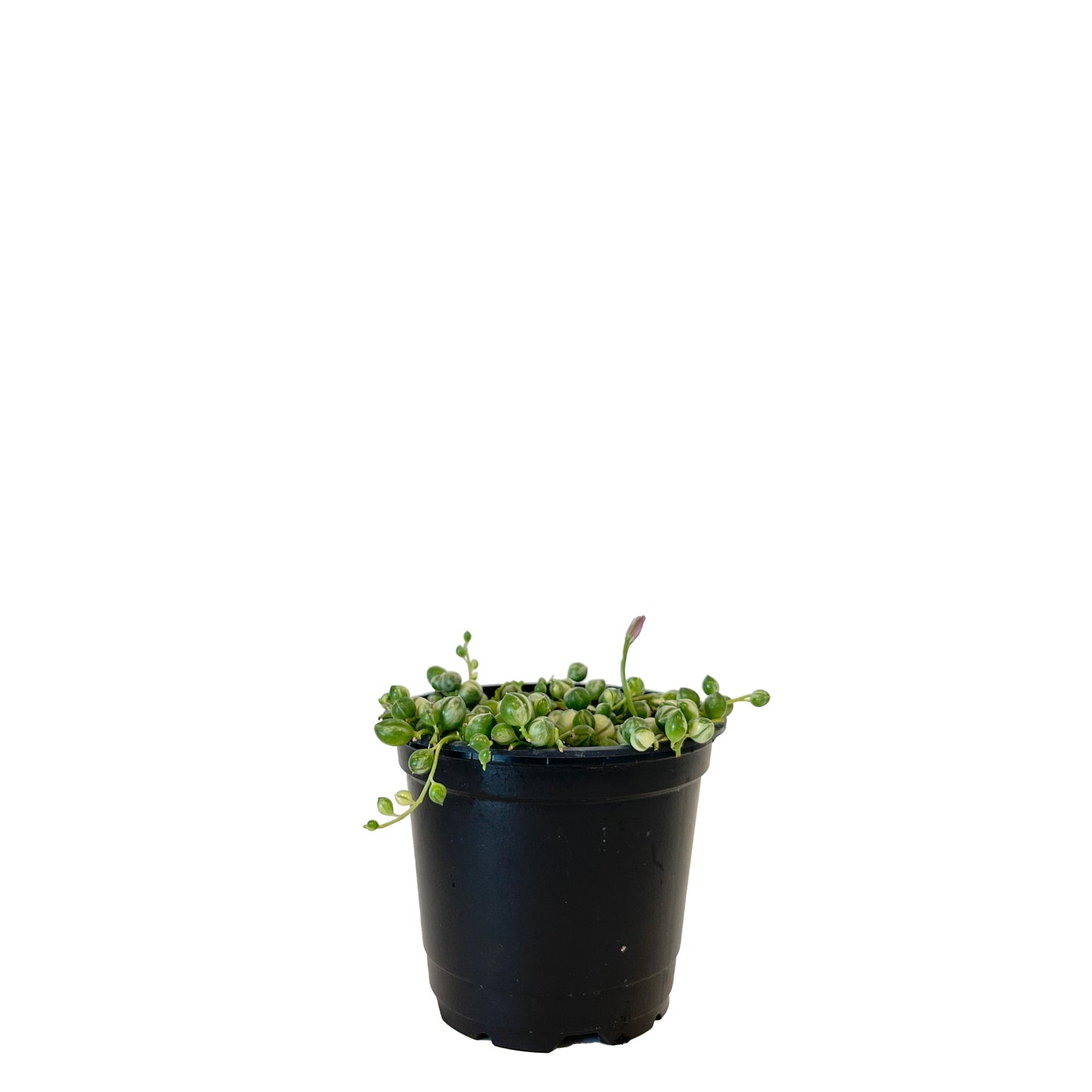 Variegated String of Pearls