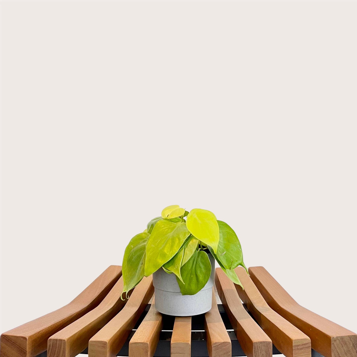 Philodendron Cordatum Lemon