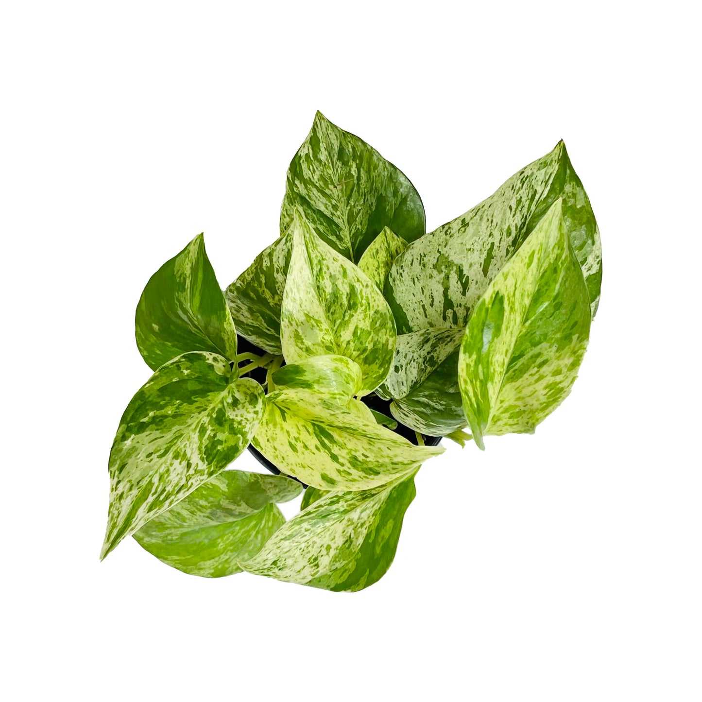 Pothos Marble Queen