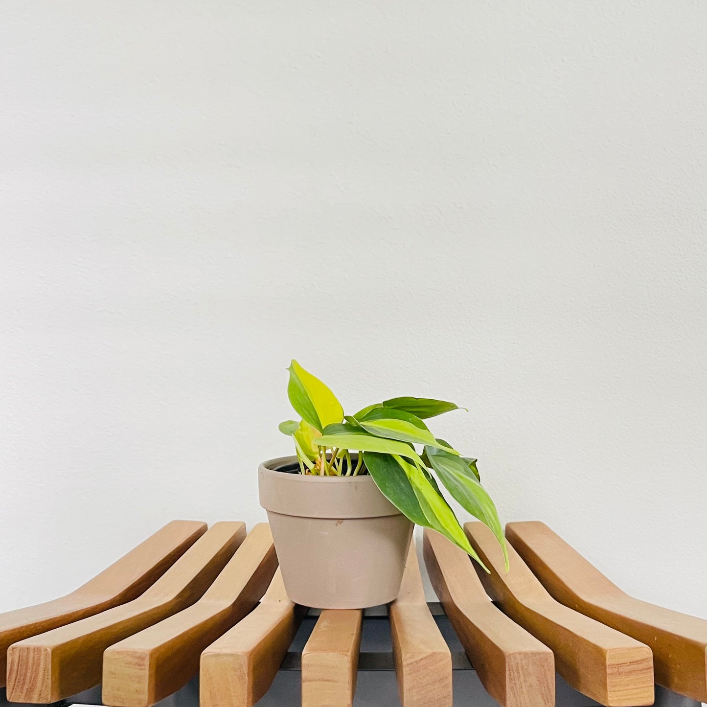 Philodendron Brasil