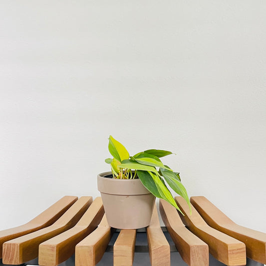 Philodendron Brasil