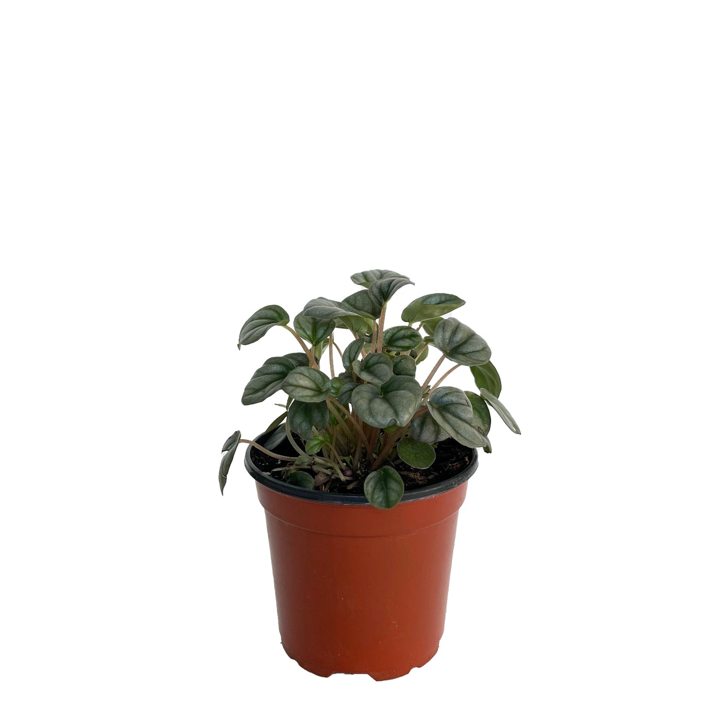 Peperomia Frost