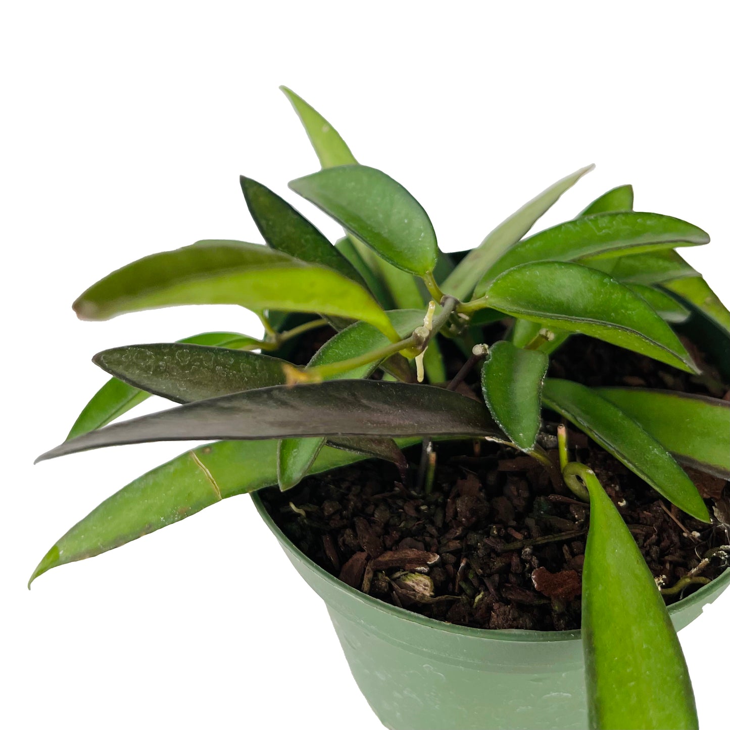 Hoya Wayetti