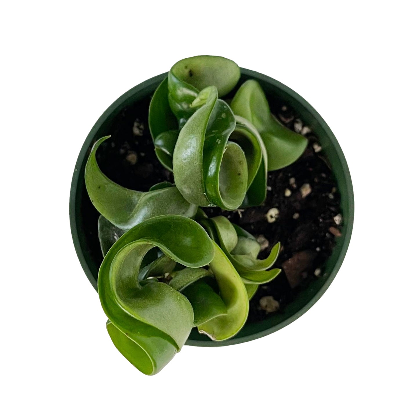 Hoya Compacta
