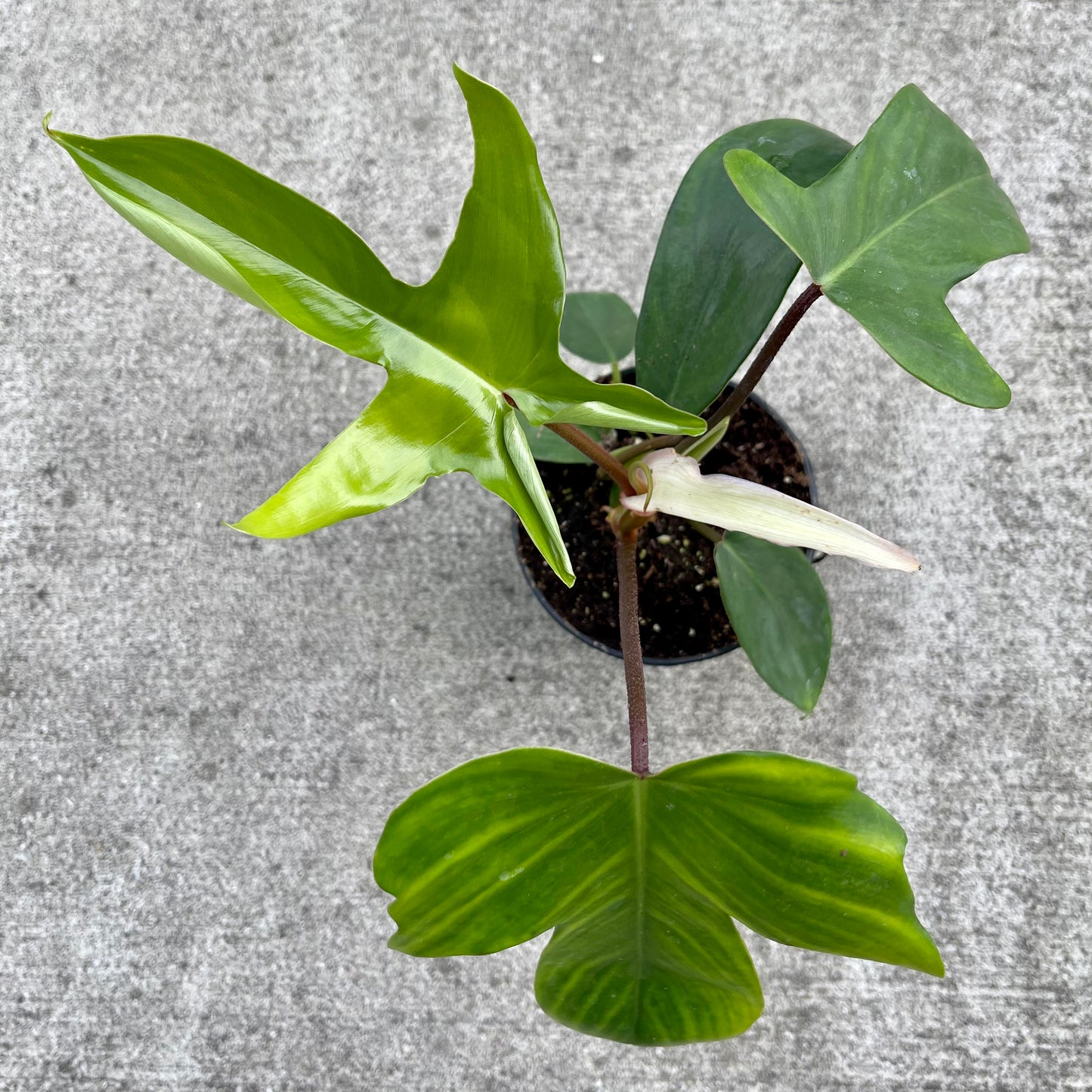 Philodendron Florida Beauty
