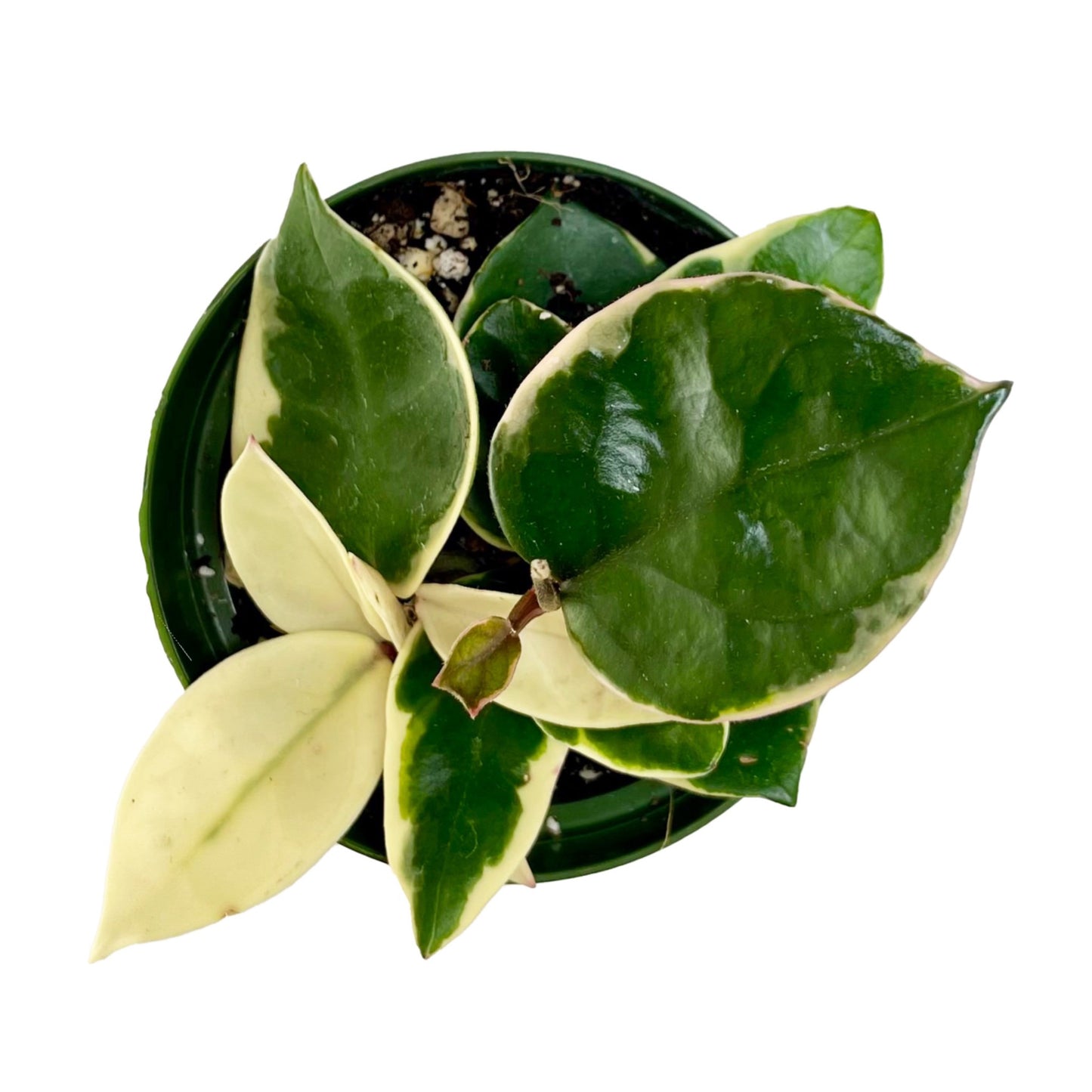 Hoya Carnosa Krimsom Queen