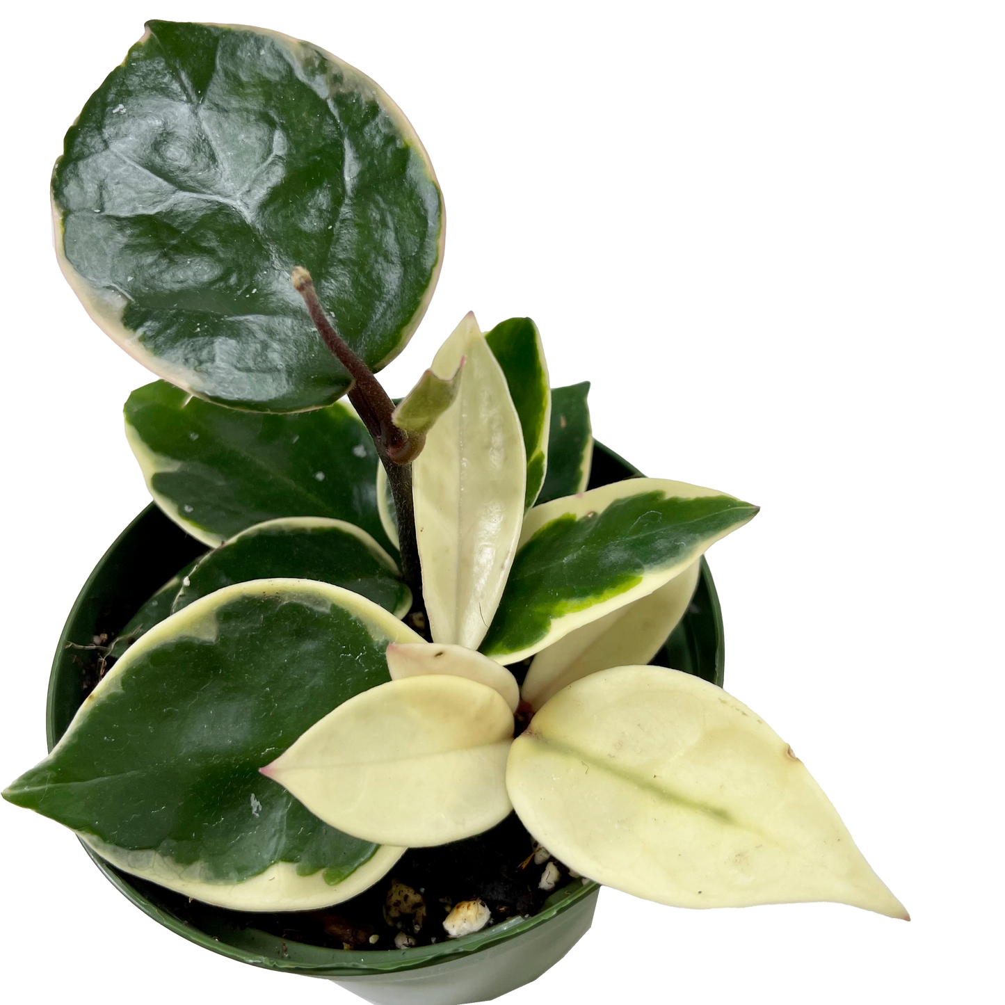 Hoya Carnosa Krimsom Queen