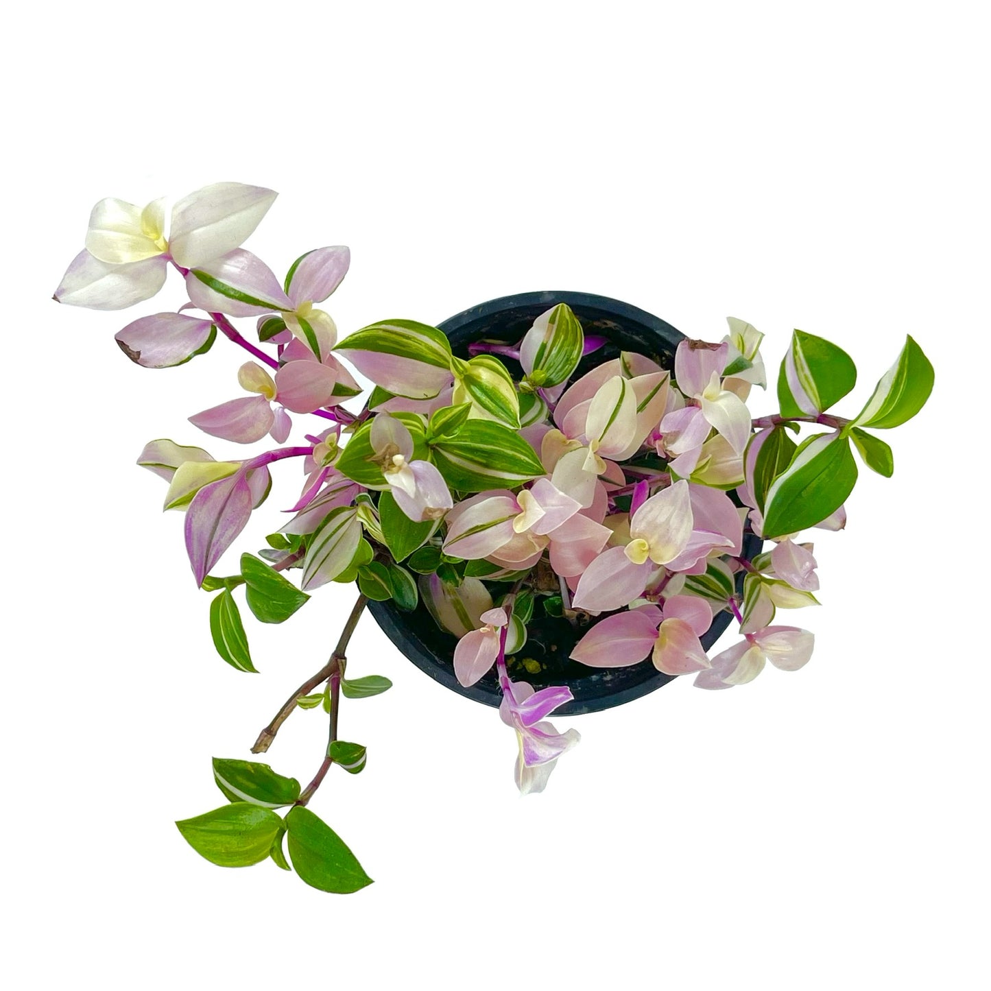 Tradescantia Pink Princess