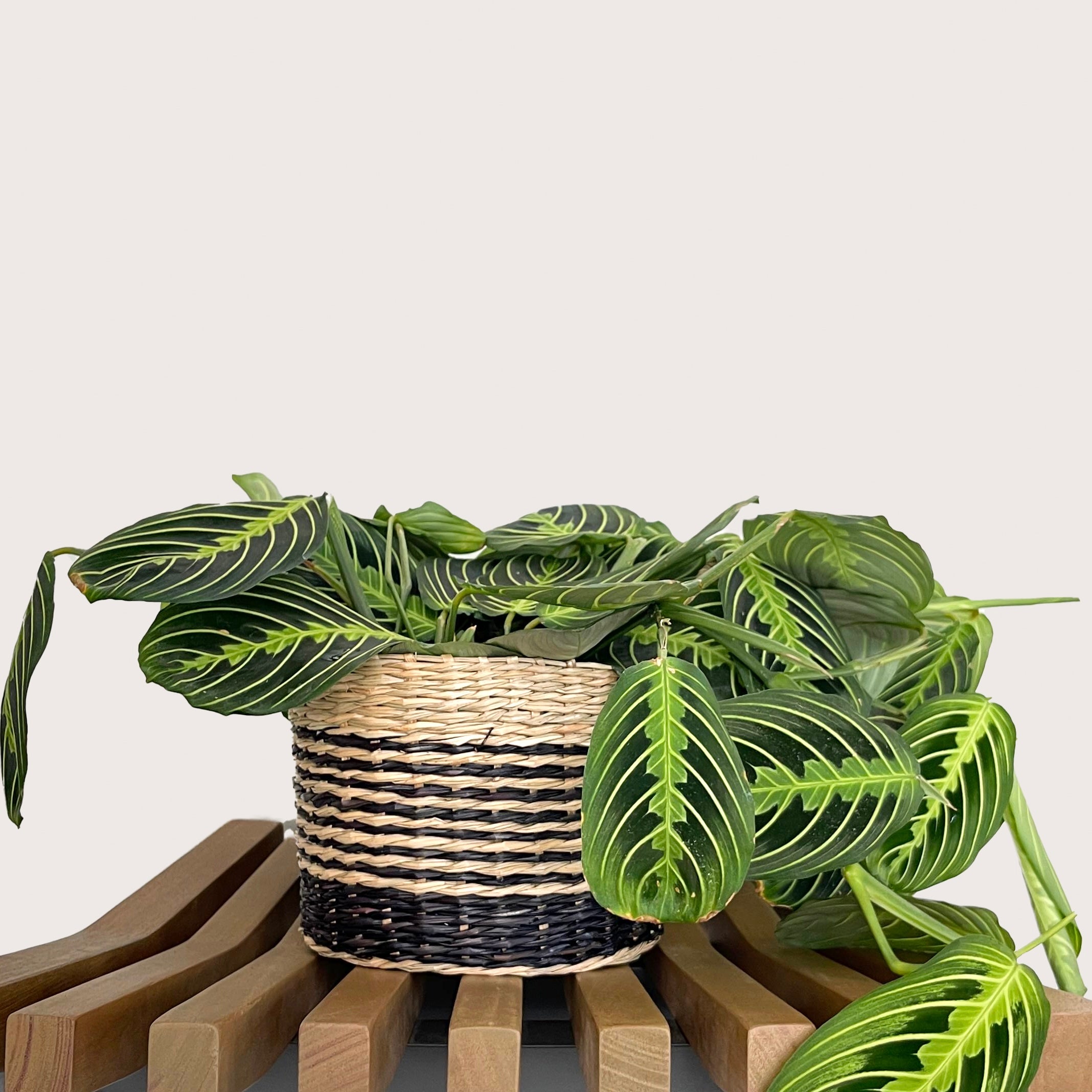 marisela prayer plant Maranta Lemon Lime – bumi