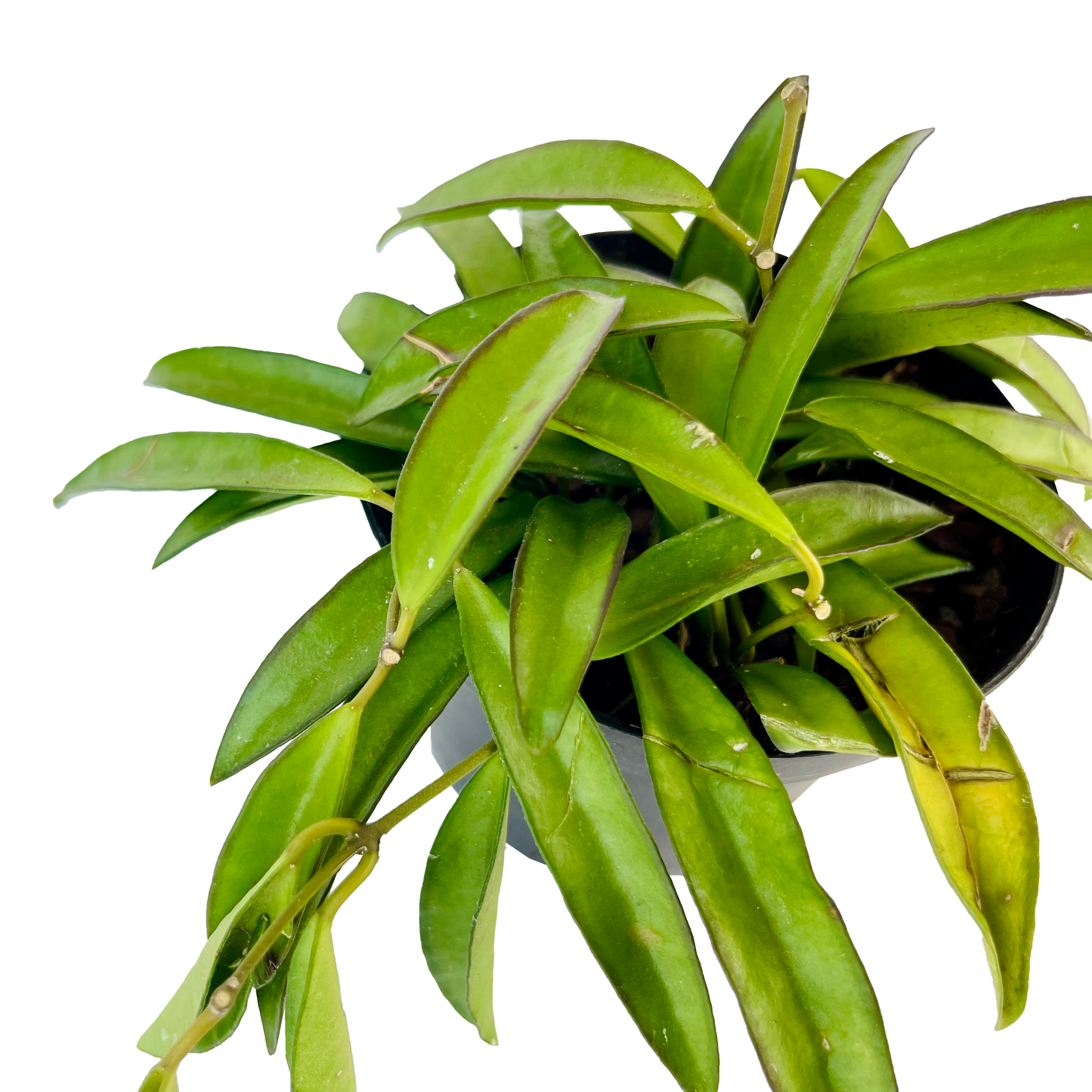 Hoya Kentiana