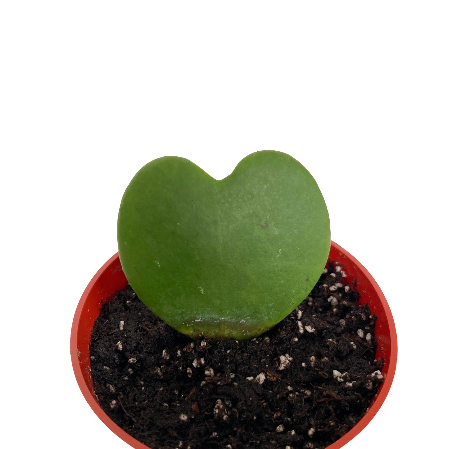 Hoya Kerrii