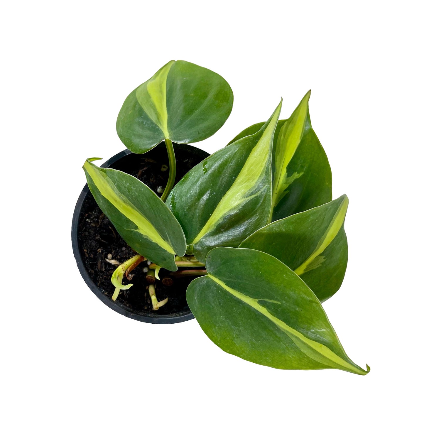 Philodendron Brasil