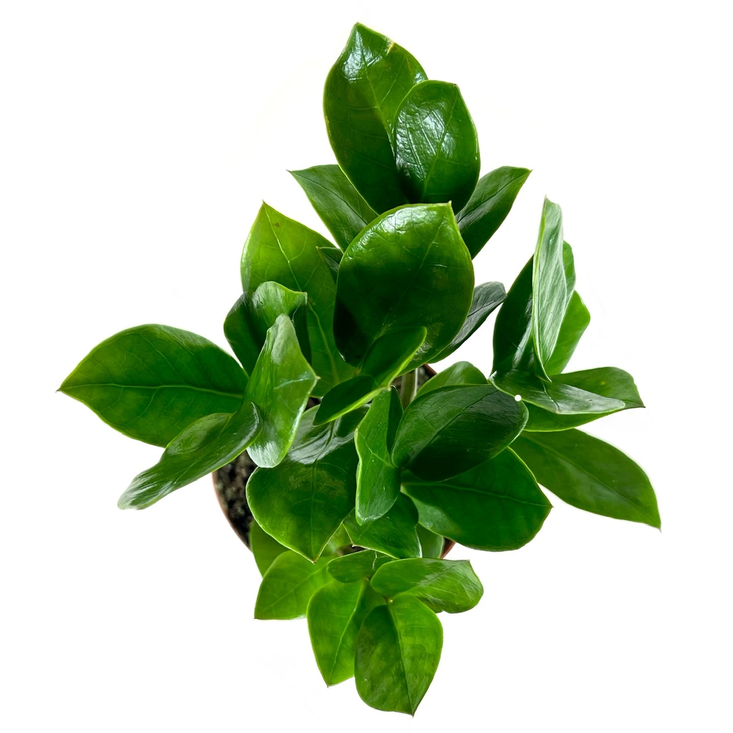 ZZ Plant
