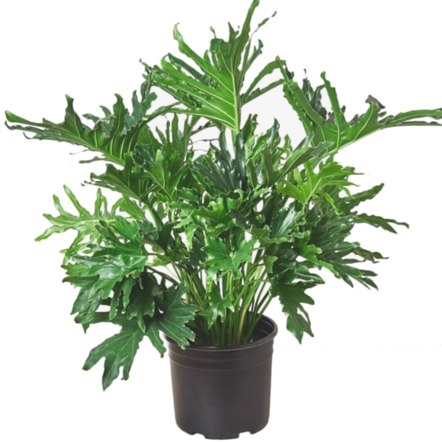 Philodendron Lickety Split