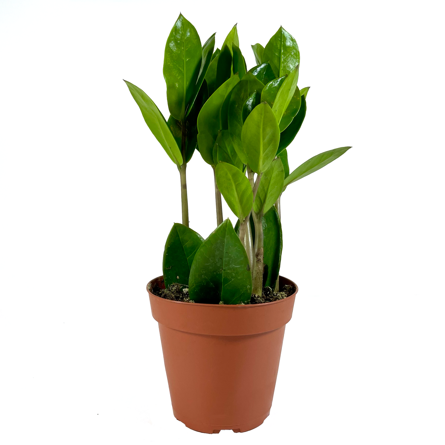 ZZ Plant