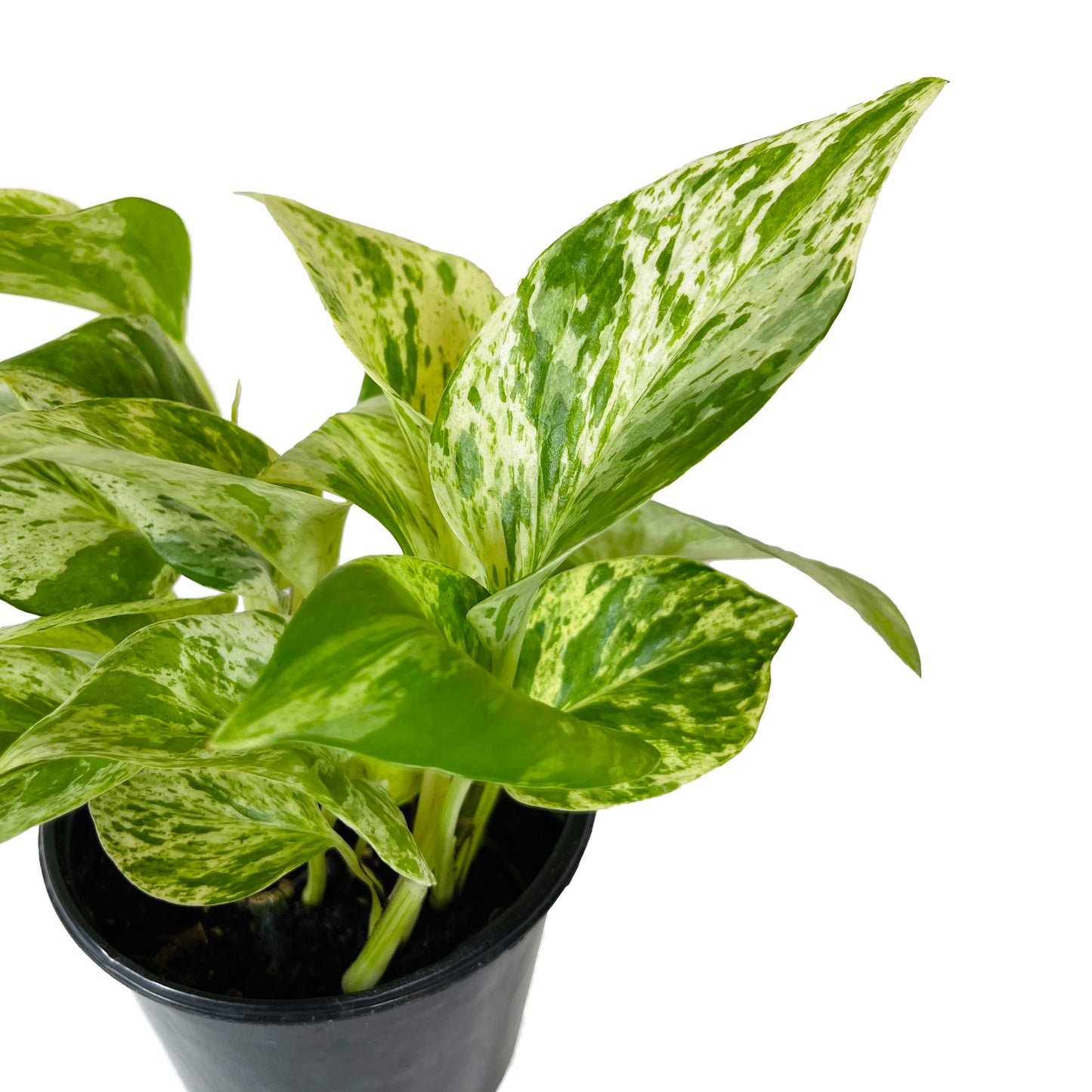 Pothos Marble Queen