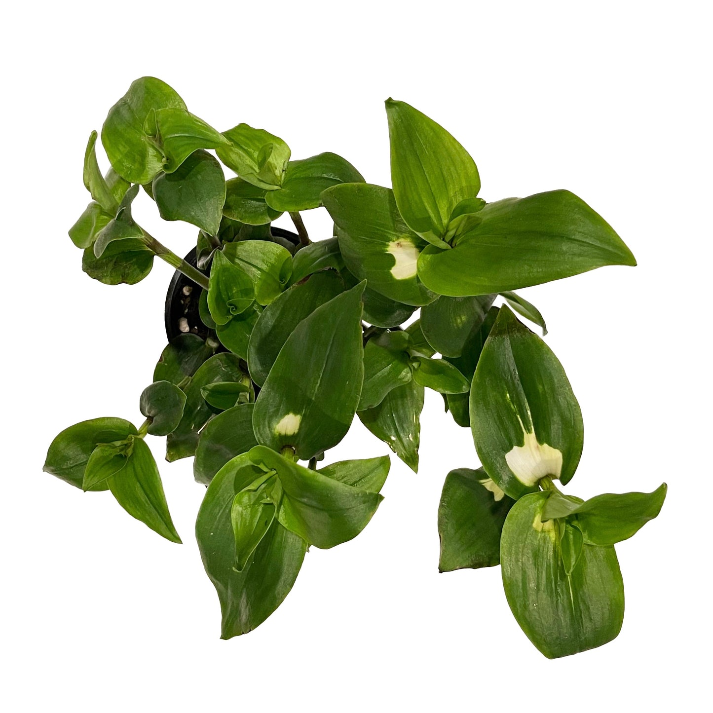 Tradescantia Blushing Bride