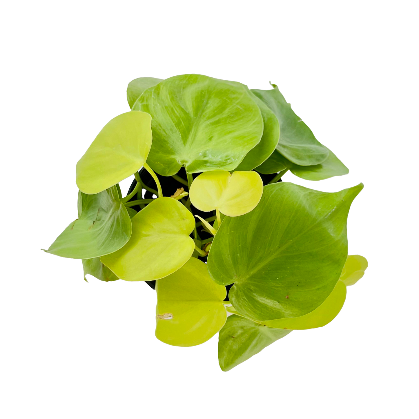 Philodendron Cordatum Lemon