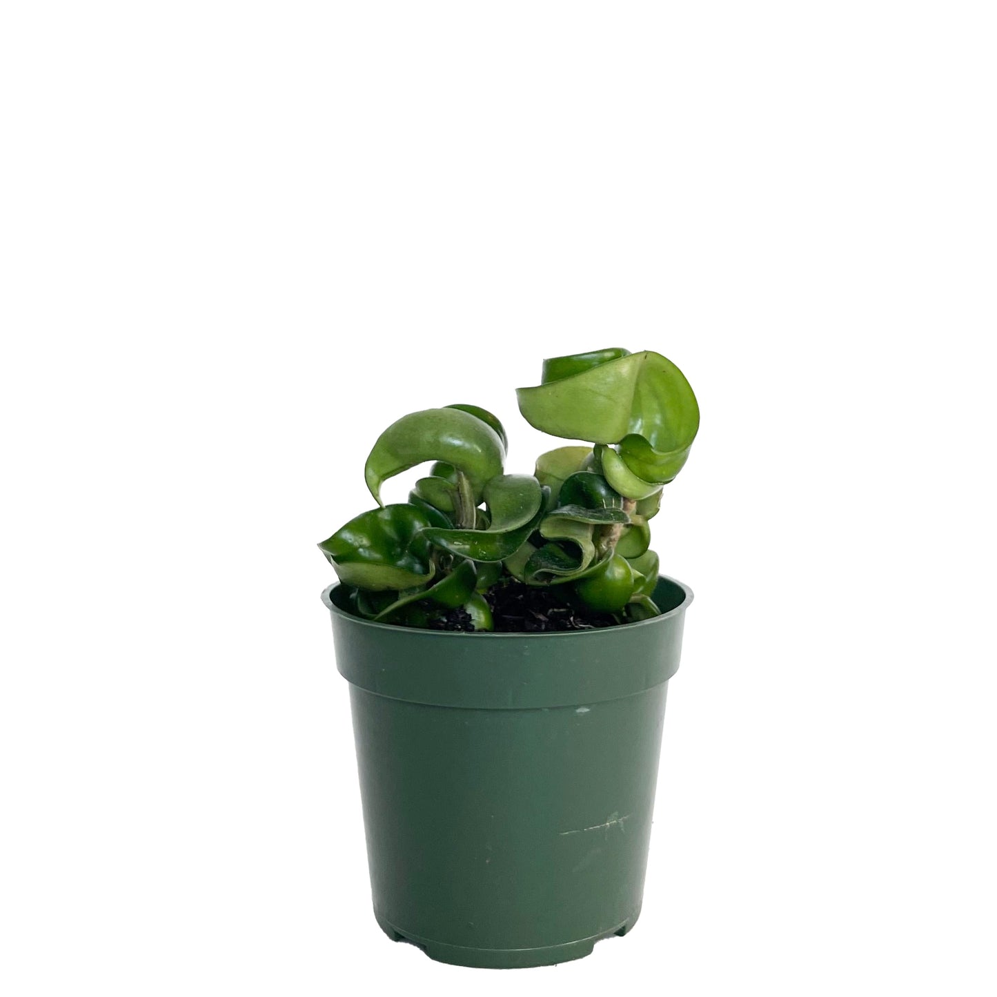 Hoya Compacta