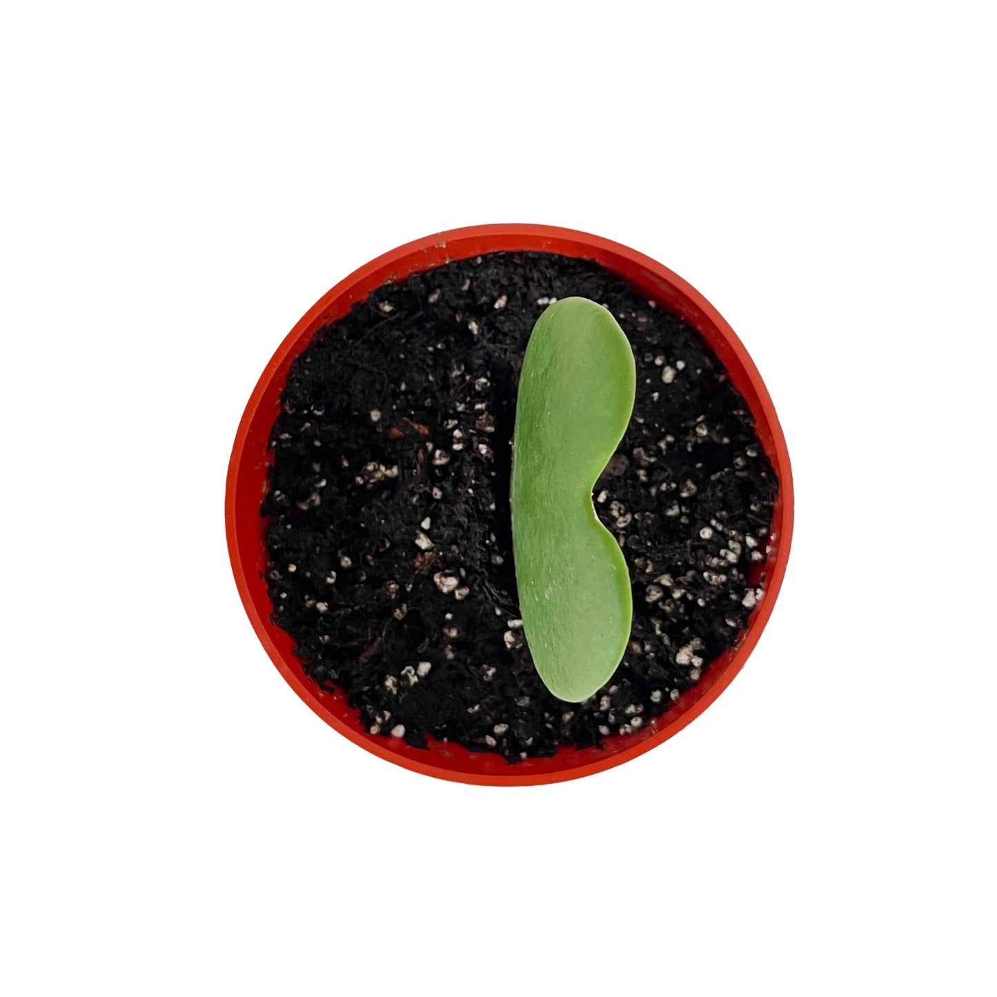 Hoya Kerrii