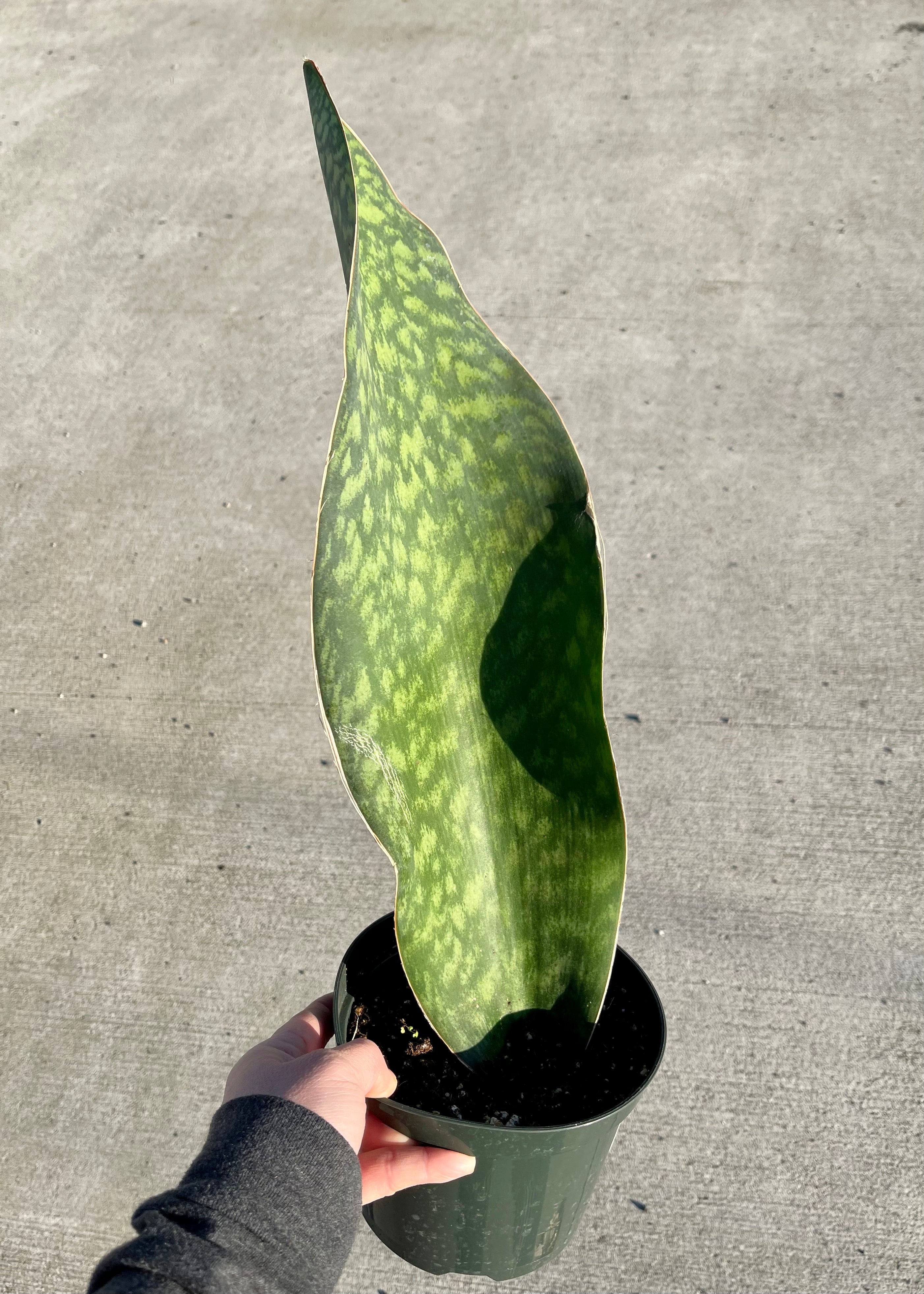 whale tail sansevieria Sansevieria Masoniana Whale Fin – bumi