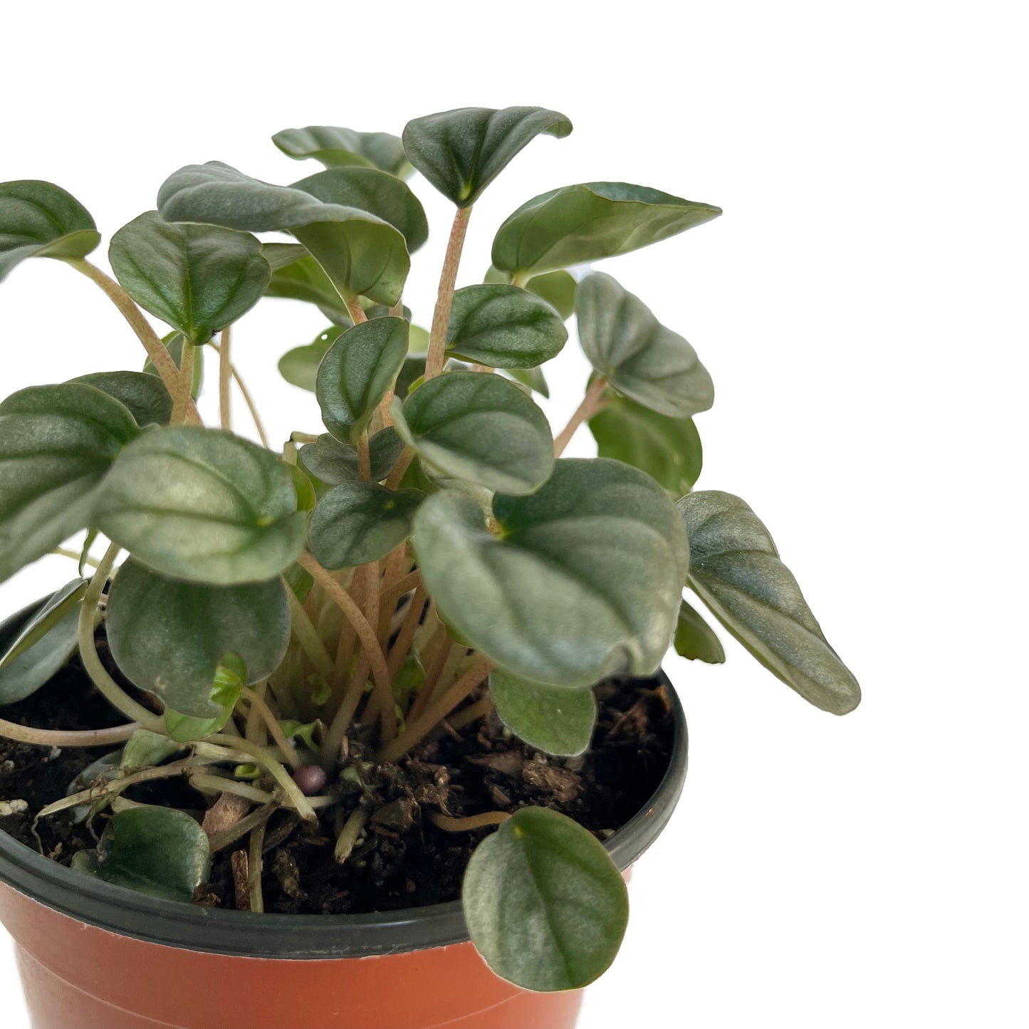 Peperomia Frost