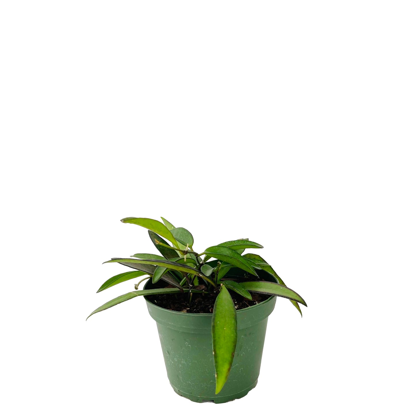 Hoya Wayetti