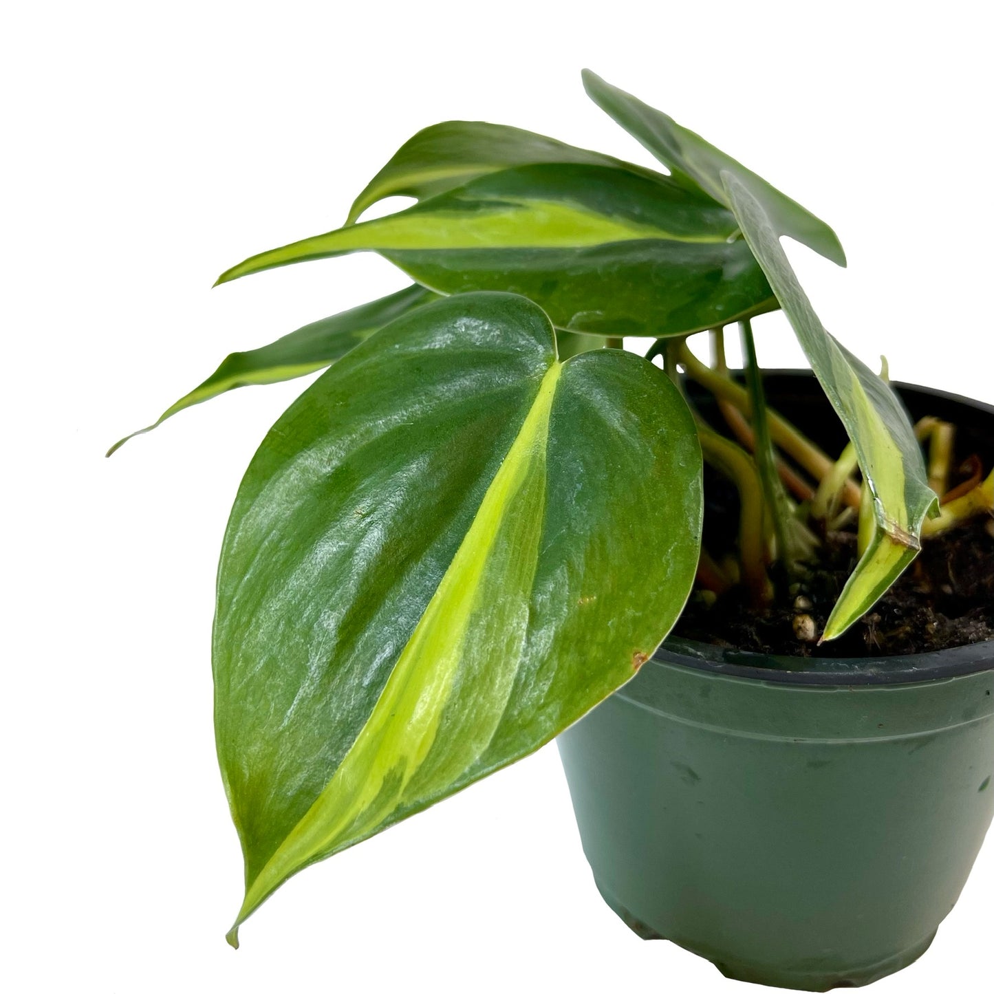 Philodendron Brasil