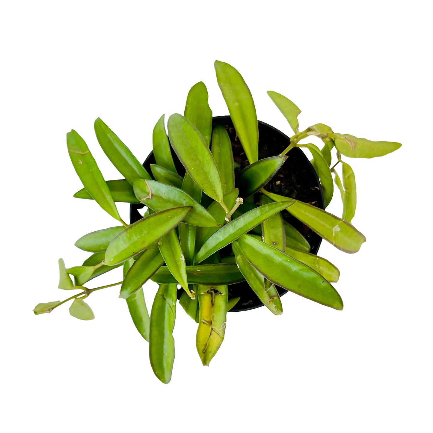 Hoya Kentiana
