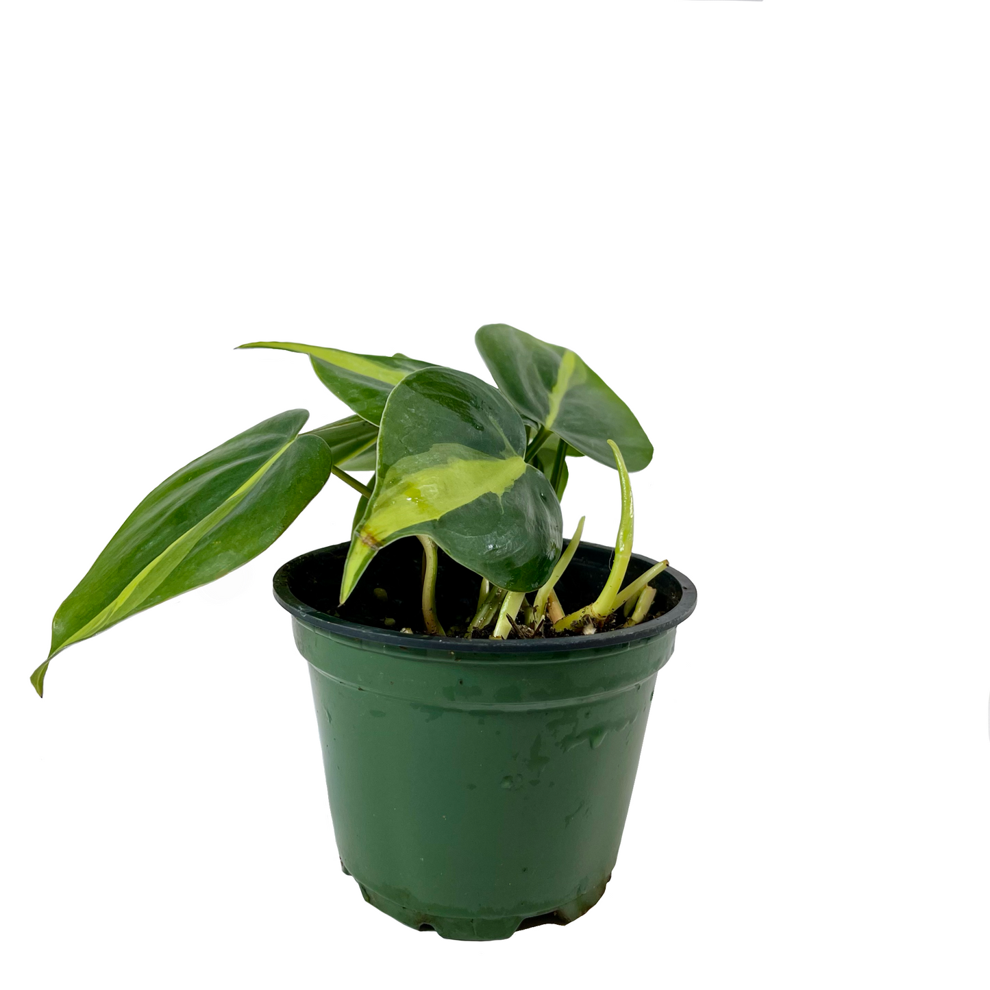 Philodendron Brasil