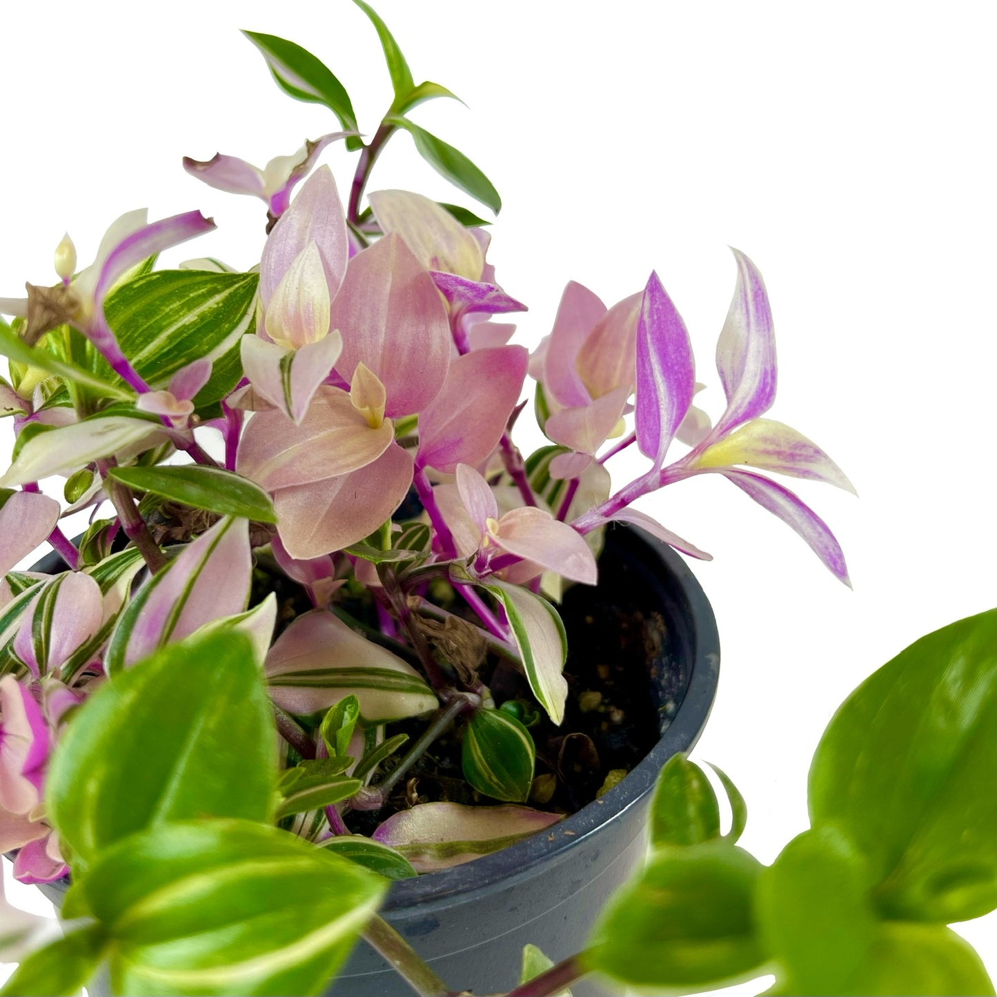 Tradescantia Pink Princess