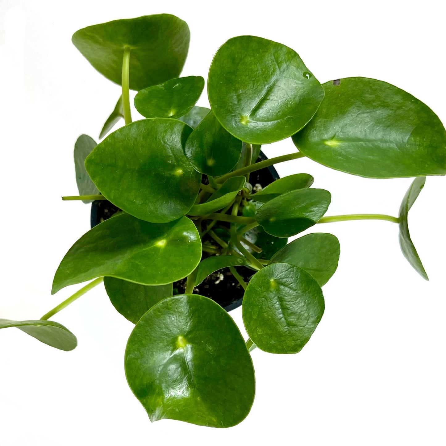 Pilea Peperomioides