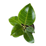 Load image into Gallery viewer, Rehab Ficus Altissima
