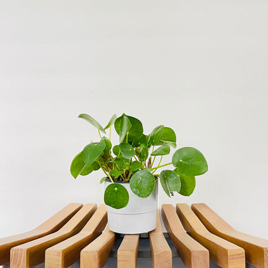 Pilea Peperomioides